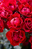 Rosa Black Forest Rose