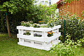 Flowering plants in DIY raised bed made from pallets in summery garden