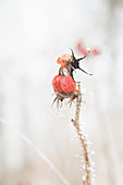 Branch of rose hips covered in hoarfrost in wintry garden