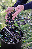 Olivenernte mit Erntenetz