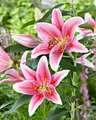 Lilium 'Tiber'