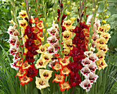 Gladiolus mixed