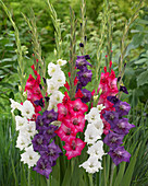 Gladiolus Mix