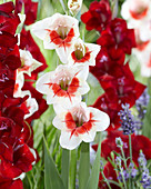 Gladiolus mixed