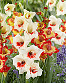 Gladiolus mixed