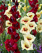 Gladiolus mixed