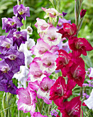 Gladiolus Mix