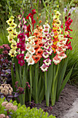 Gladiolus Mix