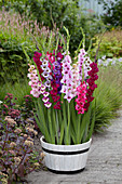 Gladiolus mixed