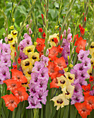 Gladiolus mixed