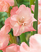 Gladiolus Ben Venuto