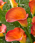 Zantedeschia 'Orange Beauty'