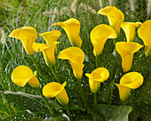 Zantedeschia 'Gold Cup'