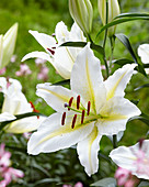 Lilium 'Baferrari'