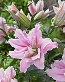 Lilium 'Roselily Nora' ®