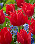 Tulipa Pretty Woman