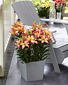 Lilium 'Delicate Joy'