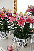 Lilium 'First Romance'