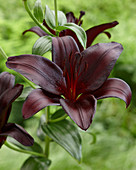 Lilium 'Nightrider'