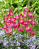 Gladiolus ramosus 'Vulcano'