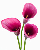 Zantedeschia, pinke Blüten als Freisteller