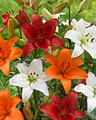 Lilium mixed