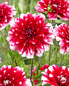 Dahlia 'Fiorentina' ®