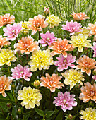 Dahlia 'Perception' Mix