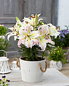 Lilium 'Bamako'