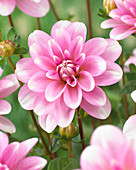 Dahlia 'Pink Perception' ™