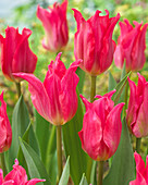Tulipa 'Pretty Love'