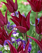 Tulipa Purple Heart