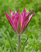 Tulipa 'Purple Dance'