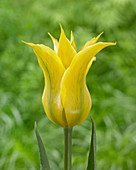 Tulipa 'Yellow Triumphator'