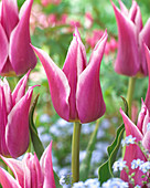 Tulipa 'Ballade'