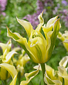 Tulipa viridiflora 'Green Eyes'