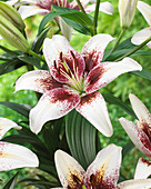 Lilium Tribal Kiss