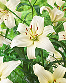 Lilium 'Pearl White'