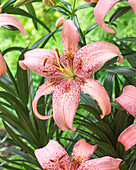 Lilium Morpho Pink