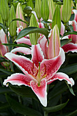 Lilium Pink Exposure