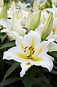 Lilium 'St Tropez'