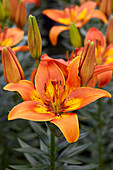 Lilium 'Burning Joy'