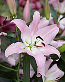 Lilium 'Pink Mist'