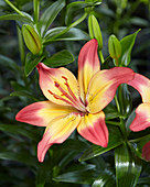 Lilium 'Heartstrings'