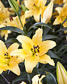 Lilium 'Corcovado'