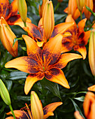 Lilium 'Orange Art'