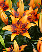 Lilium Orange Art