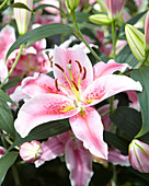 Lilium 'Sorbonne'