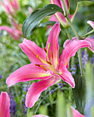 Lilium 'Mount Cook'