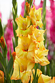 Gladiolus 'Rotary'